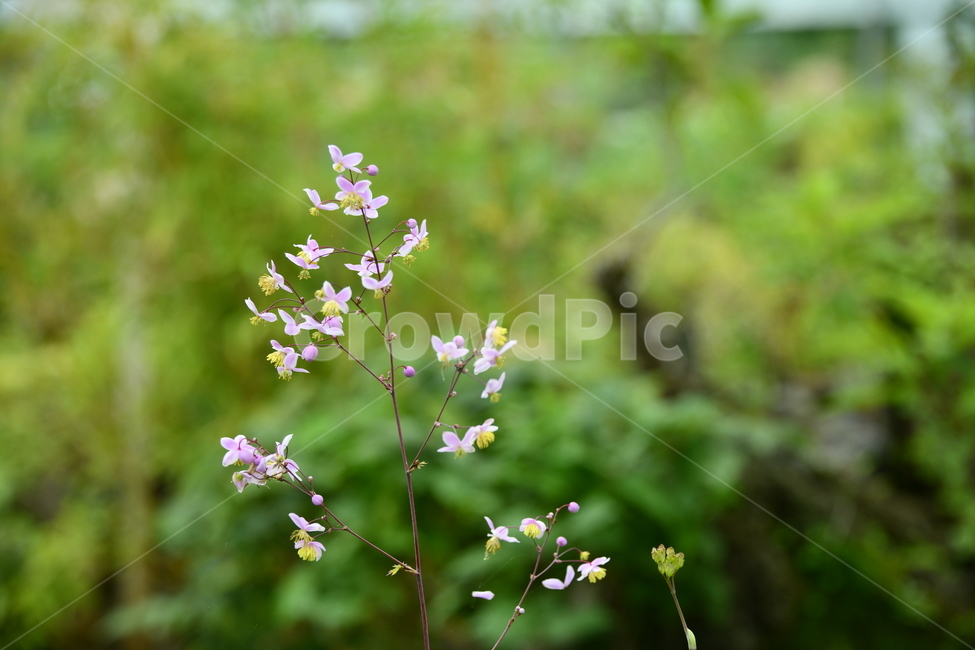 꽃,자연,식물,야생화,nature,flower,감성,feeling,배경,백그라운드,자연,풍경,nature,landscape,식물,plants,꽃,flower,plant