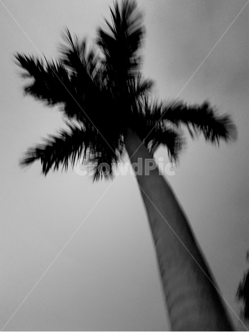 나무,야자수,tree,비바람,바람,식물,자연,plants,nature,나무,trees,wood