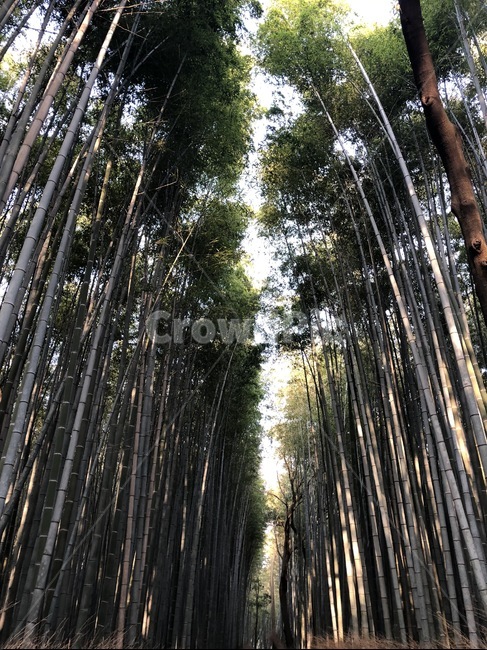 plant,식물,나무,대나무,자연,숲,힐링,배경화면,아름다움,배경사진,식물,자연,plants,nature,나무,trees,wood