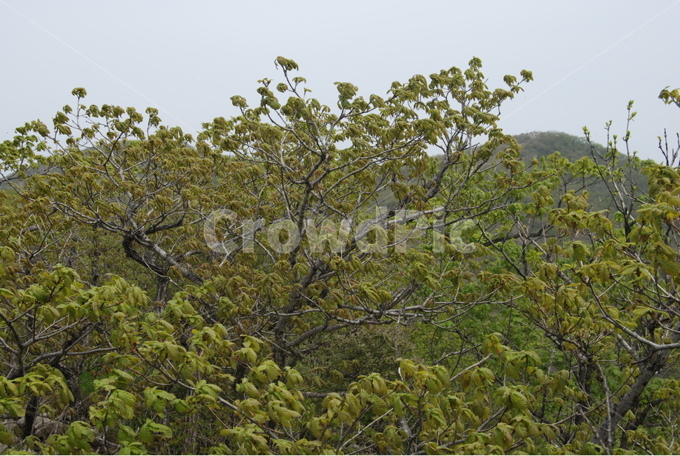 기백산,금원산,함양군,수목원,휴양림,자연,풍경,nature,landscape,식물,plants,나무,trees,wood,tree,plant