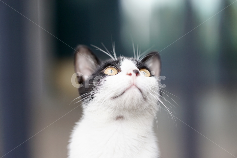 고양이,얼룩이,동물,포유류,펫,애완동물,눈동자,산책,길거리,동물,animal,포유류,mammal,고양이,cat,kitten,kitty