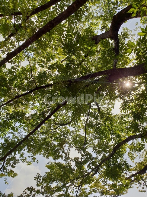 자연,나무,햇빛,싱그러움,초록색,푸릇푸릇,나뭇잎,식물,자연,plants,nature
