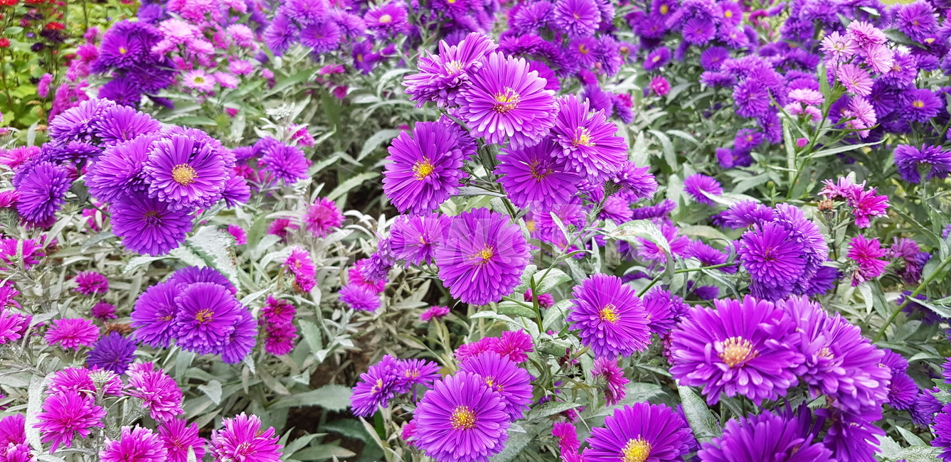 국화,국화꽃,가을,보라,꽃,식물,자연,plants,nature,꽃,flower