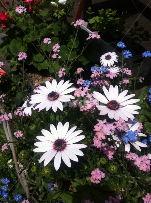 식물,꽃,데이지,데이지꽃,flower,식물,자연,plants,nature,꽃,flower
