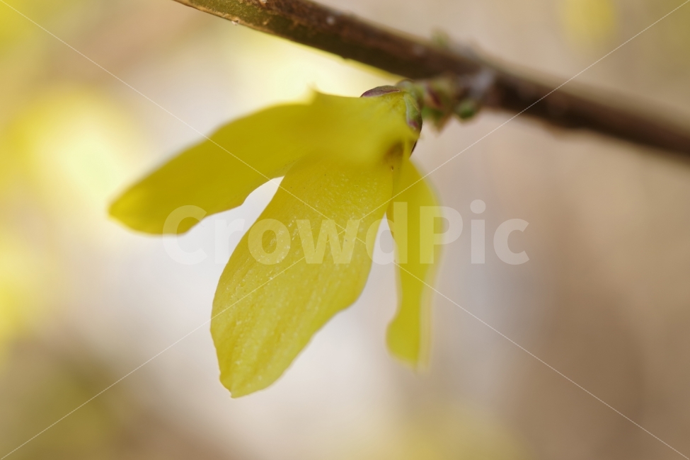 꽃,flower,개나리,봄,spring,식물,자연,plants,nature,봄,계절,spring,season,꽃,flower,plant