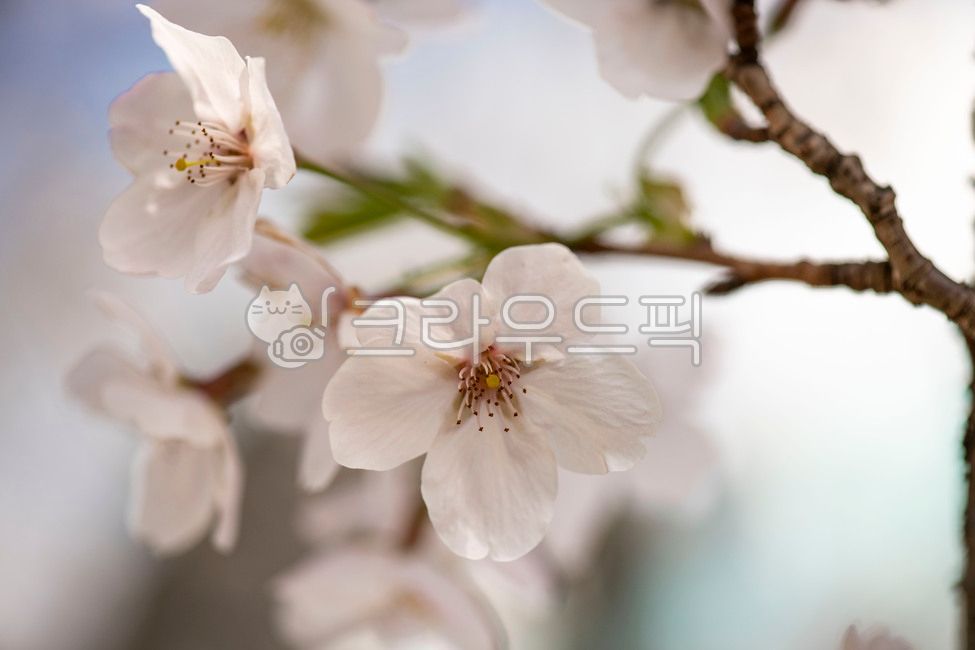 spring,spring flowers,cherry,pink,Cherry Blossom,tree,pink flower,flower