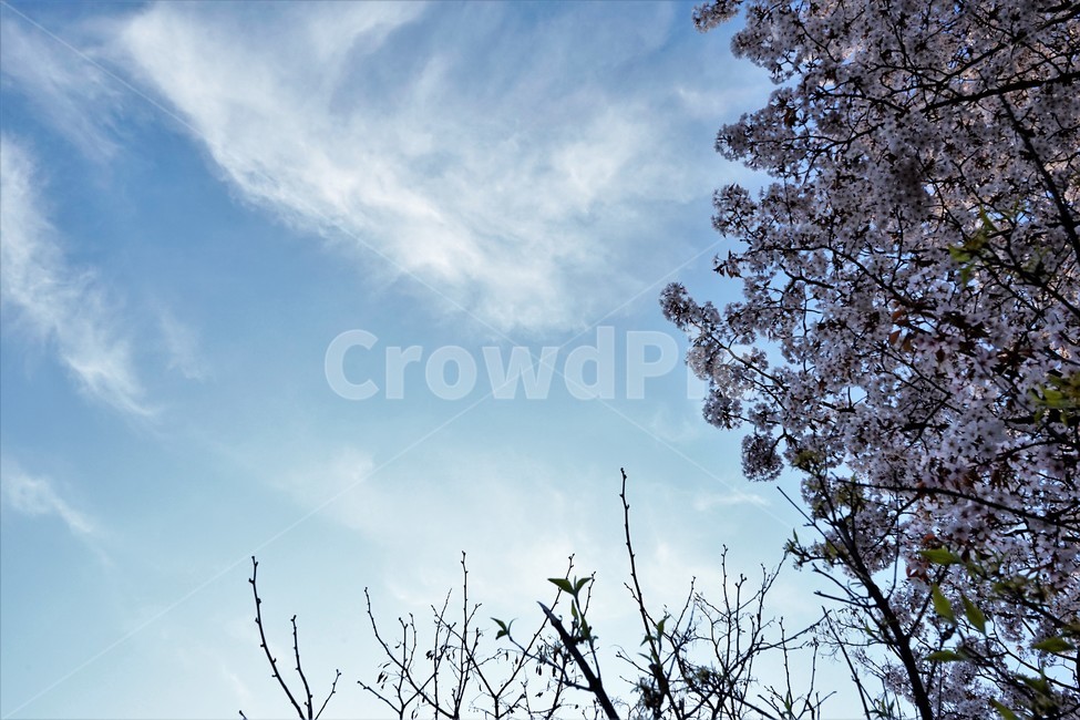 벚꽃,봄,벚나무,자연,하늘,꽃,cherrytree,blossom,spring,봄계절,감성,봄벚꽃,봄,계절,spring,season,자연,풍경,nature,landscape