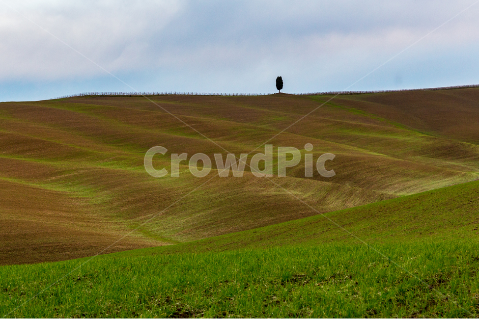 이탈리아,토스카나,봄,싸이프러스,풍경사진,자연,풍경,nature,landscape,해외,외국,세계,foreign,oversea,world,세계자연풍경,해외자연풍경,외국자연풍경,world nature landscape,outdoors,옥외,field,들,grassland,목초지