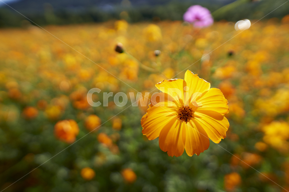 코스모스,blossom,꽃,flower,꽃밭,풍경,가을,계절,fall,autumn,season,꽃,flower