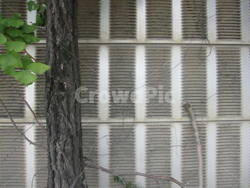 담벼락,벽,담,담쟁이,넝쿨,잎,식물,ivy,잎사귀,초록,식물,자연,plants,nature,나무,trees,wood