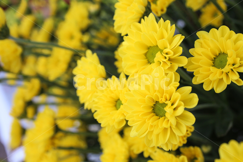자연,꽃,꽃밭,배경,풍경,노랑색,노란꽃,flower