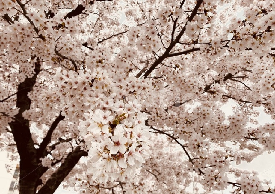 벚꽃,blossom,cherryblossom,봄,나무,꽃나무,spring,flower