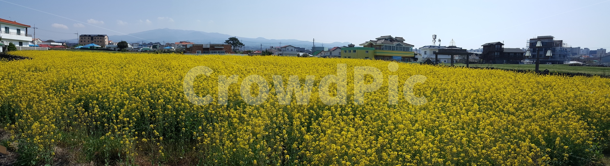 유채꽃,outdoors,옥외,nature,자연,farm,식물,plant