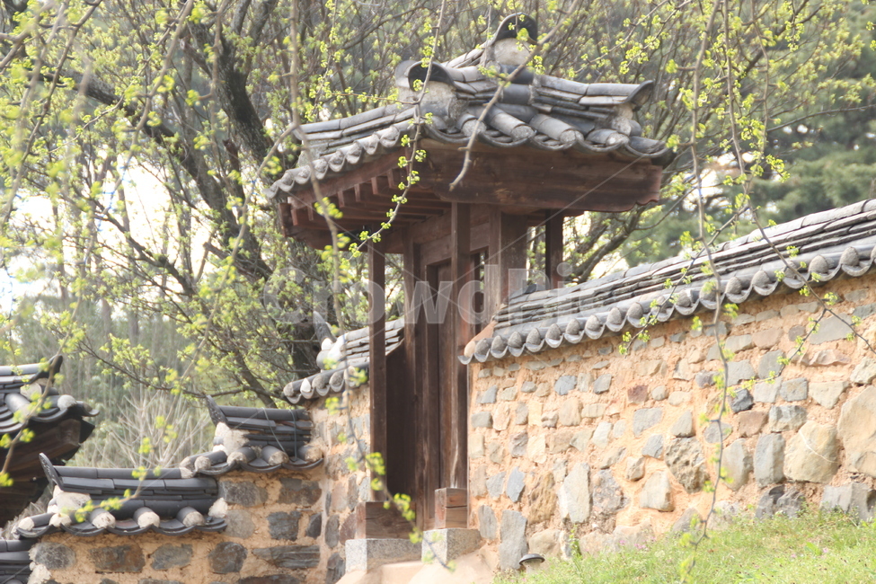 door,new leaf,Ginkgo,woodenbuilging,new sprout,wooden building,spring,bud,ginkgo leaves,ginkotree,newleaf,stonewall,shoot,gate,fence