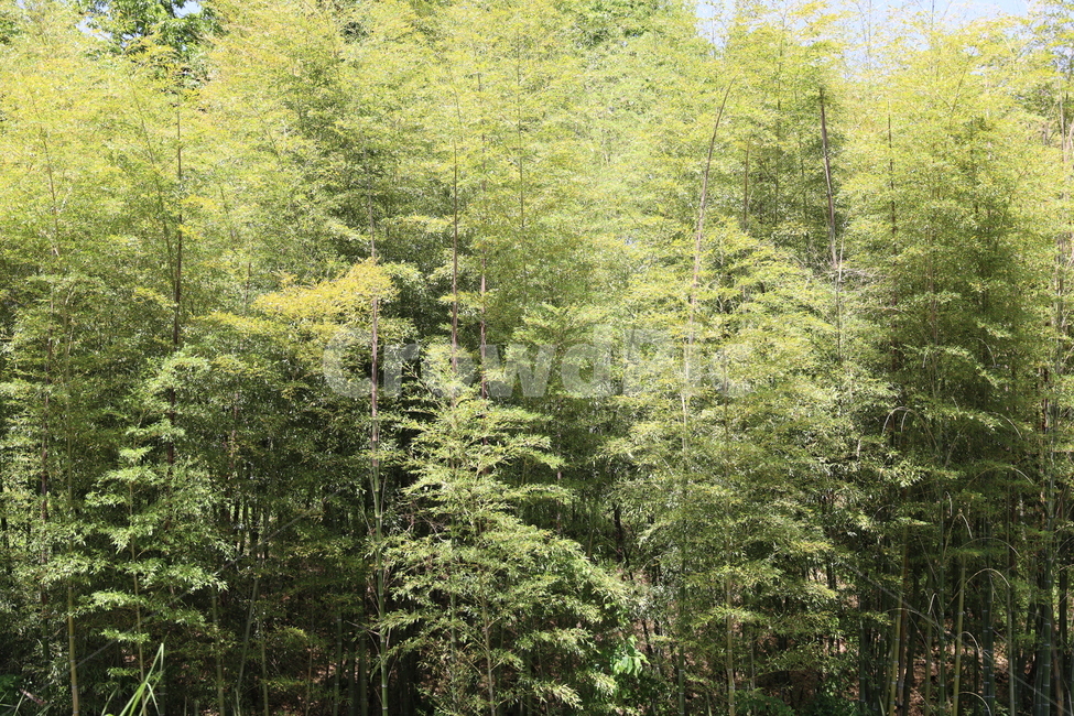 대나무숲,대숲,울창한숲,삼림,대나무,대잎,숲,동양적인숲,동양,식물,자연,plants,nature,나무,trees,wood