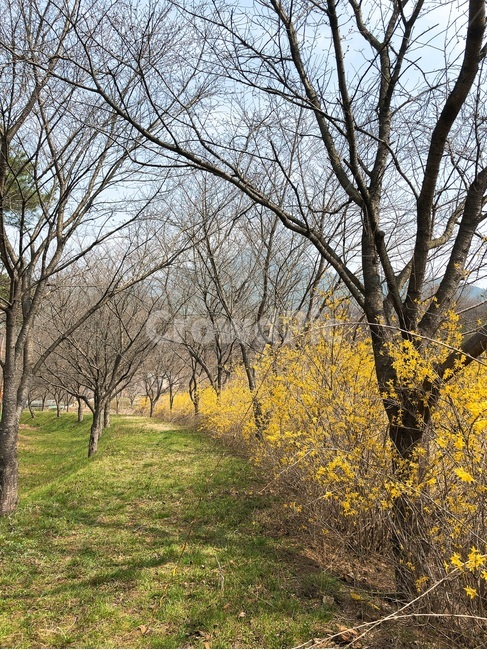 노란꽃,노란길,식물,꽃,꽃놀이,꽃길