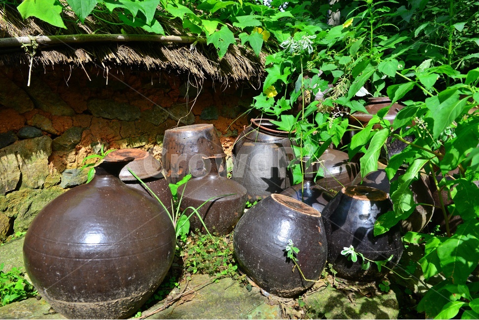 plant,식물,outdoors,nature,자연,옥외,항아리,옹기,담장,돌담장