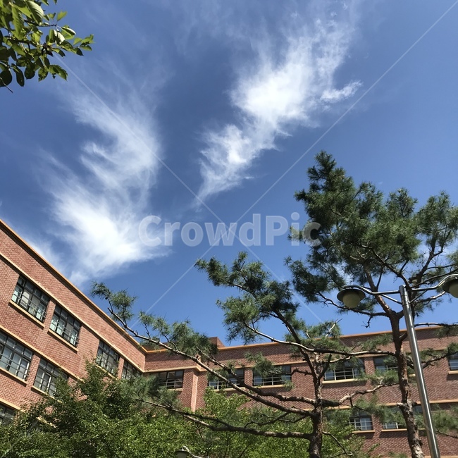 구름,하늘,학교,소나무,맑음,교육,학교,공부,education,learning,study,school