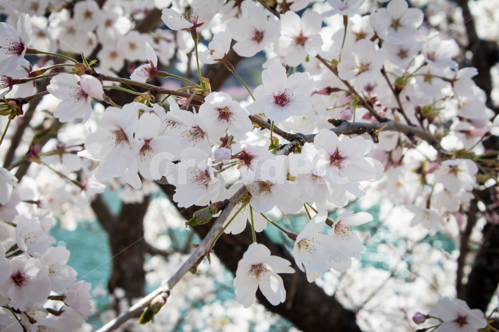 벚꽃,꽃,blossom,flower,cherryblossom,봄꽃,봄,spring,plant,식물
