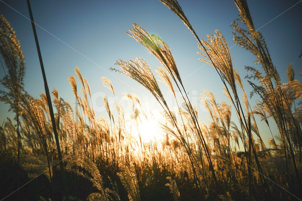 억새,풍경,하늘공원,가을,노을,황금빛,가을하늘,억새밭,자연,감성,landscape,flamegrass,fall,sunset,nature,korea,가을,계절,fall,autumn,season,자연,풍경,nature,landscape,plant,식물,grass,잔디,food,음식,vegetable,야채,grain,곡물