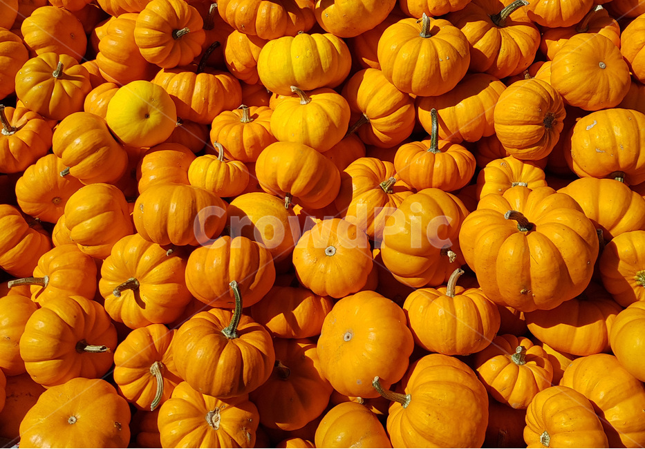 호박,할로윈,halloween,10월,가을,october,호박농사,주황색,캐나다,음식,food,해외,pumpkin,음식,식재료,요리,food,cook,meal,dishes,food reserves,채소,야채,vegetables
