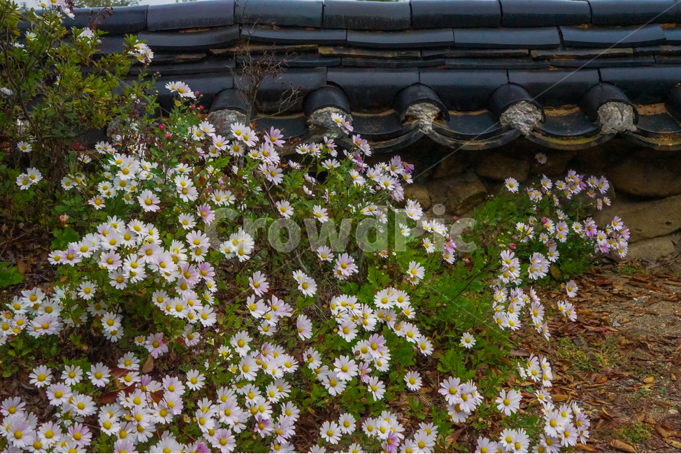 꽃,구절초,담,담장,한옥,기와,가을,식물,한국전통,한국문화,korean traditional,korean culture,식물,자연,plants,nature,꽃,flower,건축물,건물외관,exterior,building,structure,architecture,construction