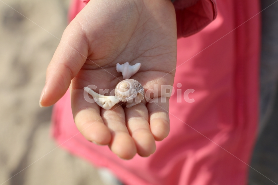 선물,조개껍데기,자연,체험학습,교육,어린이,손,여아,아이손,내밀다,3개,사람,인물,인간,human,person,신체일부,몸,body