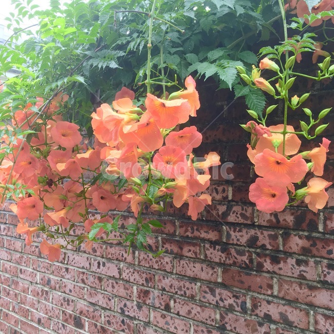 능소화,주황,빨강,담장,꽃,초록,벽돌,식물,자연,plants,nature,꽃,flower