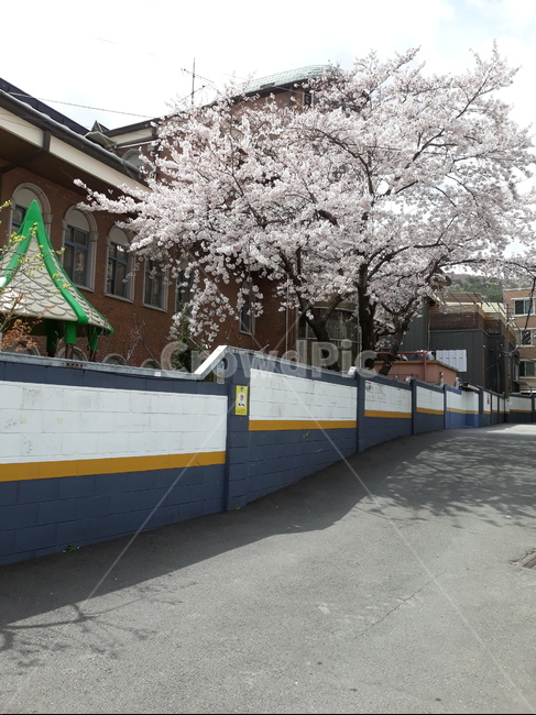 벚꽃,벚꽃나무,나무,거리풍경,벚꽃배경,꽃