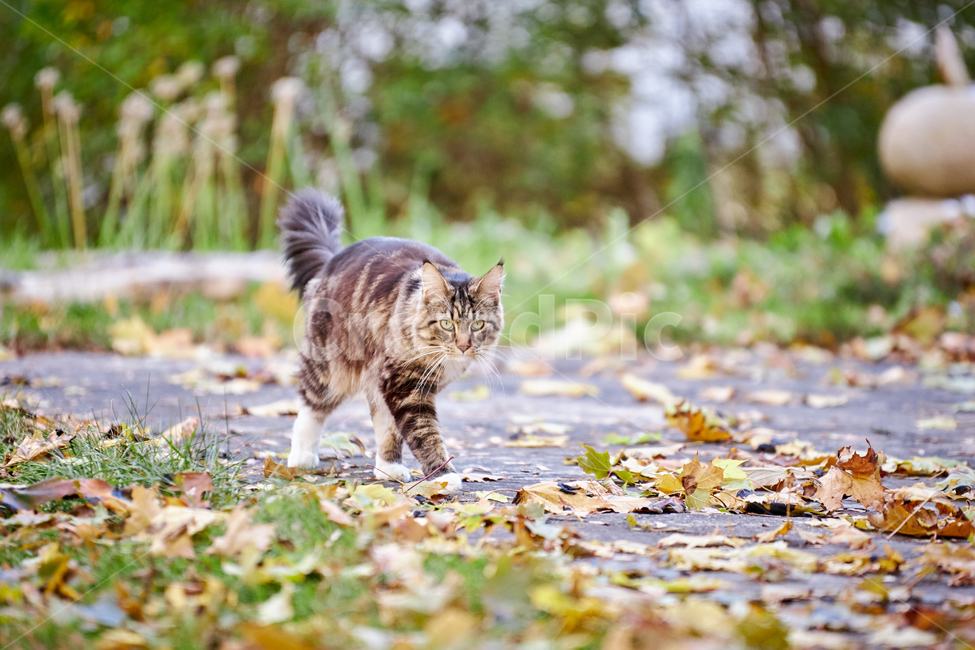 animal,동물,cat,고양이,pet,애완동물,mammal,포유류,가을,반려동물,반려묘,감성사진,단풍,낙엽,길냥이,길고양이,산책냥,산책냥이,동물,animal,포유류,mammal,고양이,cat,kitten,kitty
