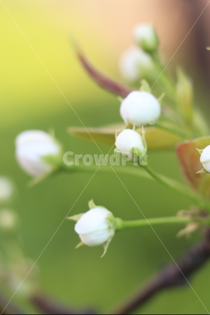 꽃봉우리,힌색,나무,봄,꽃사과나무,봄,계절,spring,season,식물,자연,plants,nature,꽃,flower