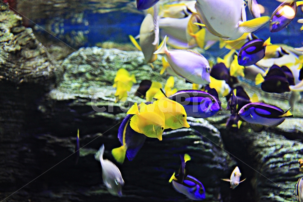 물고기,아쿠아리움,수족관,물,어패류,동물,animal,어류,물고기,fish