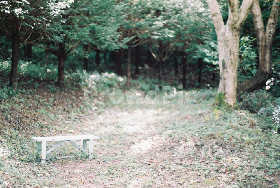 자연,nature,편안함,의자,풍경,제주도,나무,숲,초록,green,island,섬,tree,forest,필름카메라,film,camera,카메라,녹색,고요,조용함,조용
