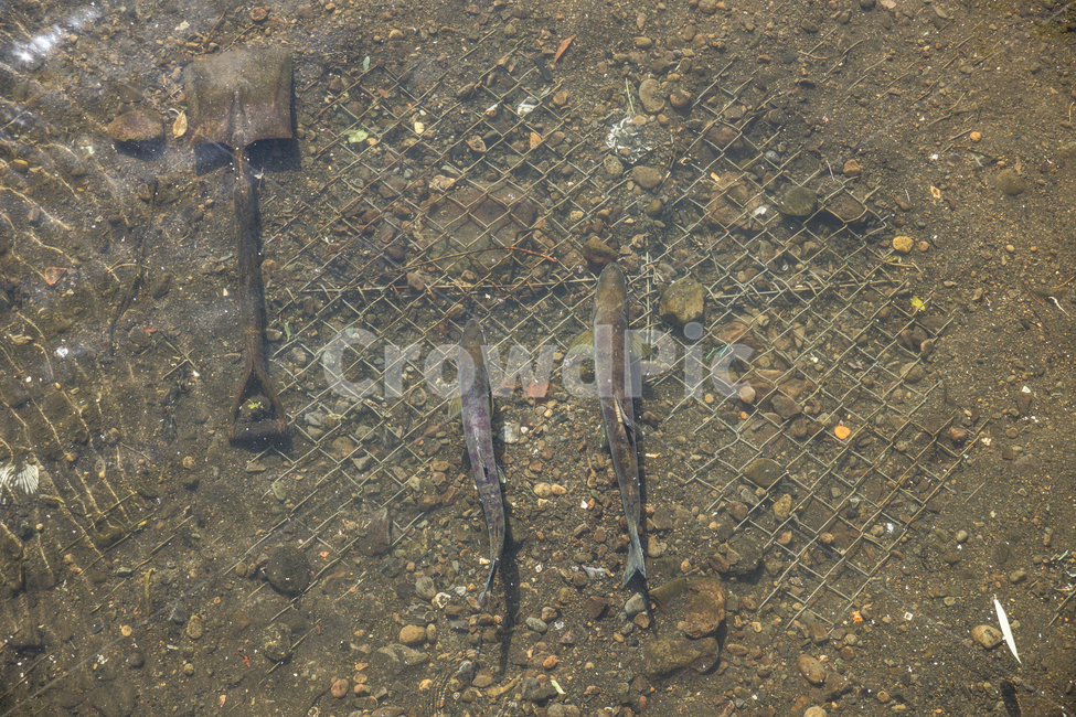 하천,물고기,삽,환경오염,배수로,시골,강,river,fish,시골풍경,농촌