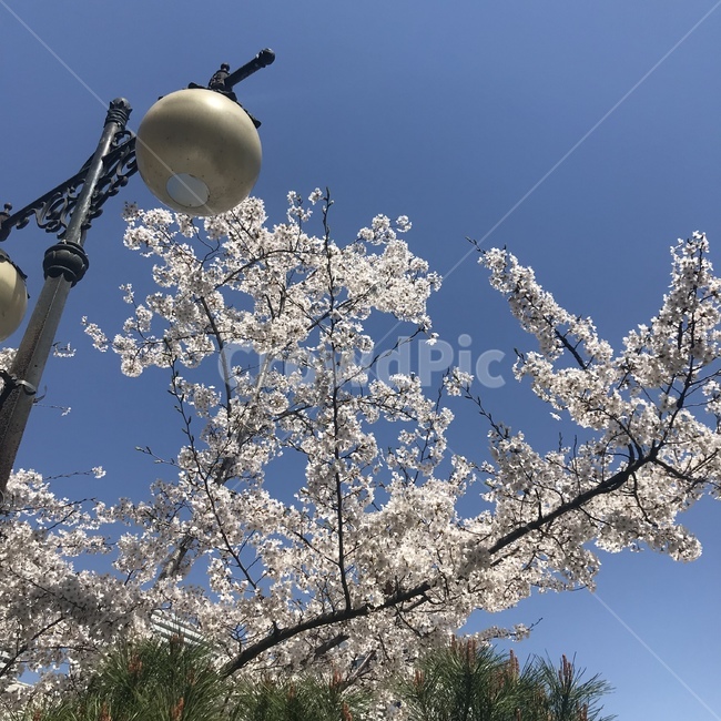 벚꽃,봄,나무,하늘,꽃,spring,따뜻함,봄,계절,spring,season,식물,자연,plants,nature,꽃,flower,plant