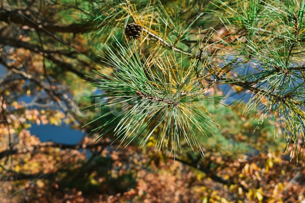 가을,솔잎,솔,소나무,사진,감성,감성사진,니콘,식물,자연,plants,nature