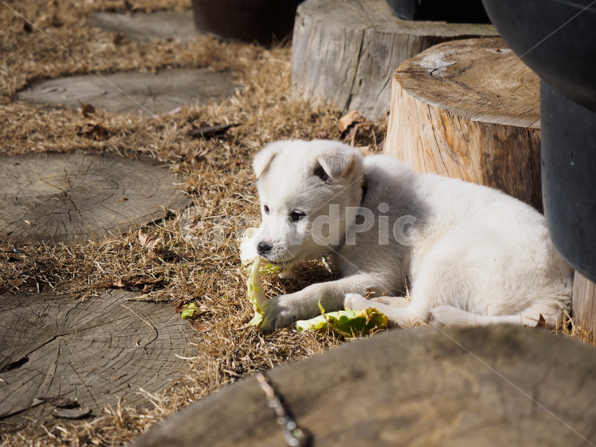강아지,스피츠,애완동물,개,유아기,puppy,spitz,dog,baby,동물,animal,포유류,mammal,개,강아지,dog,doggy