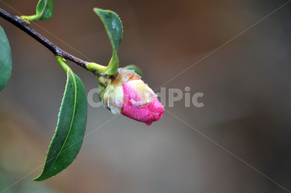동백,꽃,접사,겨울꽃,자연,식물,자연,plants,nature,꽃,flower