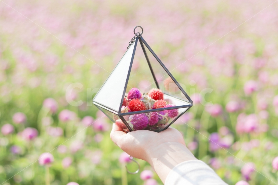 천일홍,꽃,꽃밭,소품,감성사진,감성,가을,디지털사진,보라색,식물,자연,plants,nature,꽃,flower,사람,인물,인간,human,person,사물,물건,오브젝트,thing,object,matter,연출,컨셉,콘셉,direction,concept