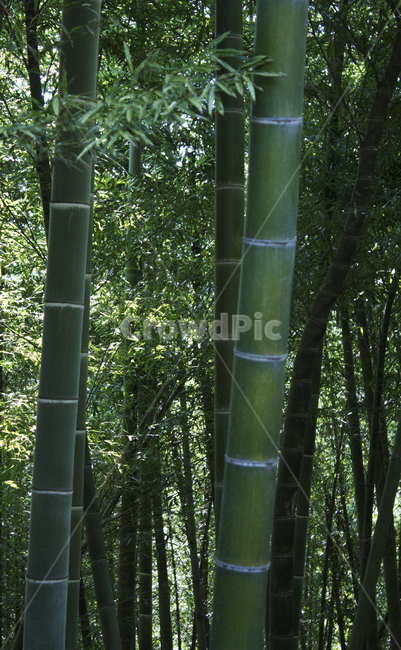 대나무,숲,자연,나무,힐링,식물,나무,trees,wood