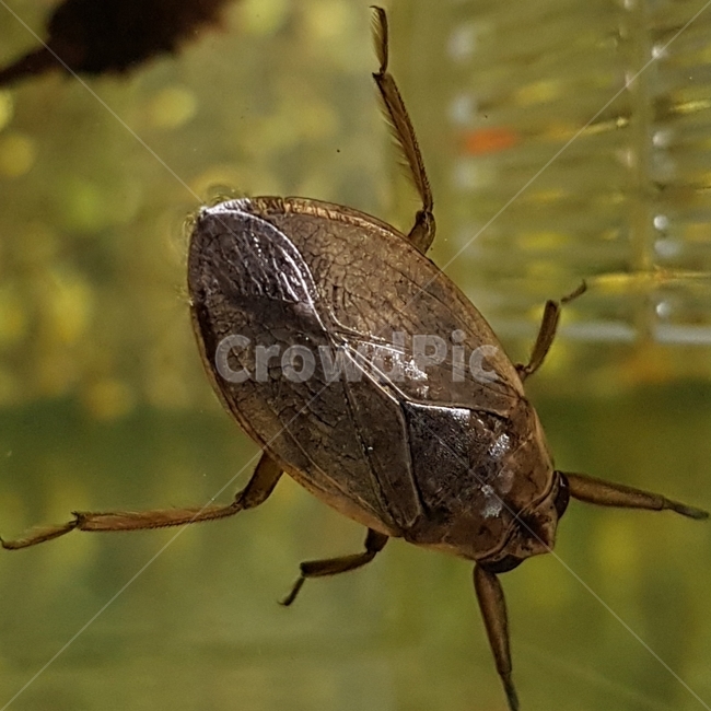 물자라,수서곤충,수중생물,appasusjaponicus,muljarusjaponicus,동물,animal,곤충,벌레,insect,bug