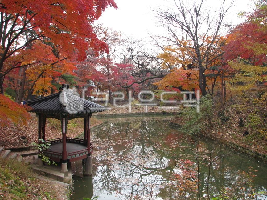 창덕궁,광람정,가을,가을단풍,단풍,연못,foliage,fall,autumn,pond,autumnfoliage,fallfoliage,maple,mapletree,나무,tree,가을풍경