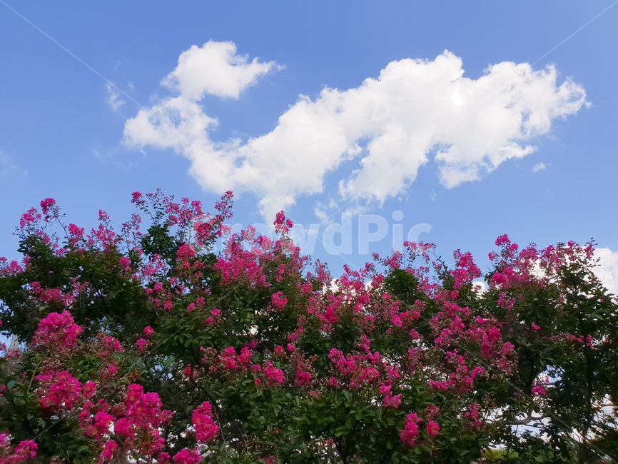 베롱나무,베롱꽃,핑크,풍경,여름,식물,자연,plants,nature,꽃,flower