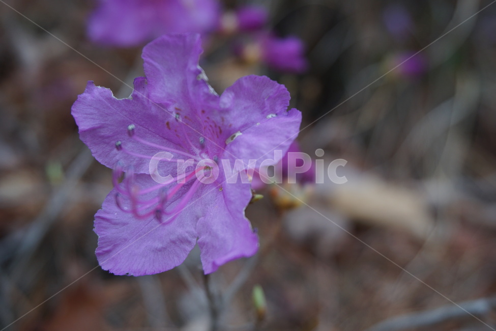 봄,3월,진달래,진달래꽃,꽃잎,꽃술,4월,마른가지,분홍색,봄,계절,spring,season,식물,자연,plants,nature,꽃,flower,blossom,geranium,제라늄,plant