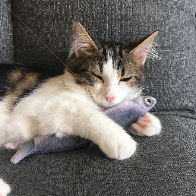 고양이,노르웨이숲,잠자는,귀여운,캣닢인형,인형,동물,animal,포유류,mammal,고양이,cat,kitten,kitty