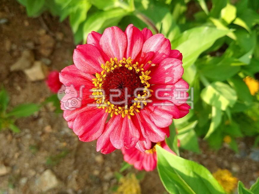 plant,백일홍,여름꽃,꽃,식물,자연,nature,flower