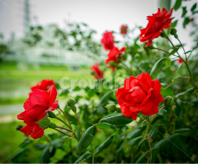 장미,장미꽃,여름,꽃,식물,빨간장미,5월,로즈데이,자연,nature,summer,rose,flower,식물,자연,plants,nature,꽃,flower