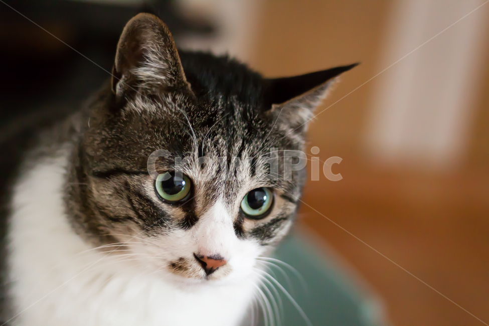 동물,애완동물,고양이,반려묘,반려동물,동물,animal,포유류,mammal,고양이,cat,kitten,kitty