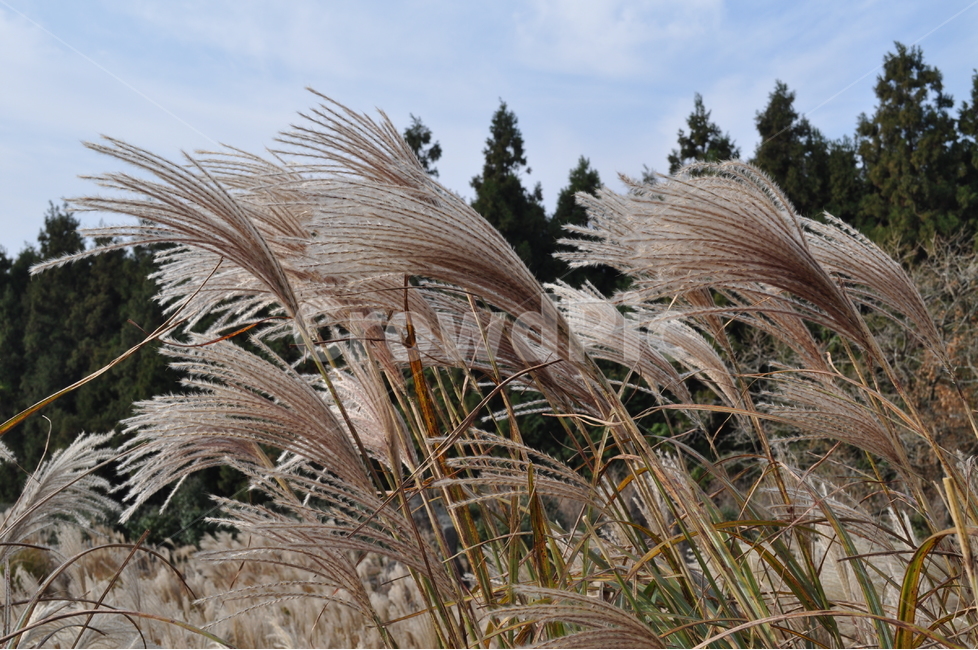 자연,억세,산굼부리,풍경,식물,감성사진,식물,자연,plants,nature