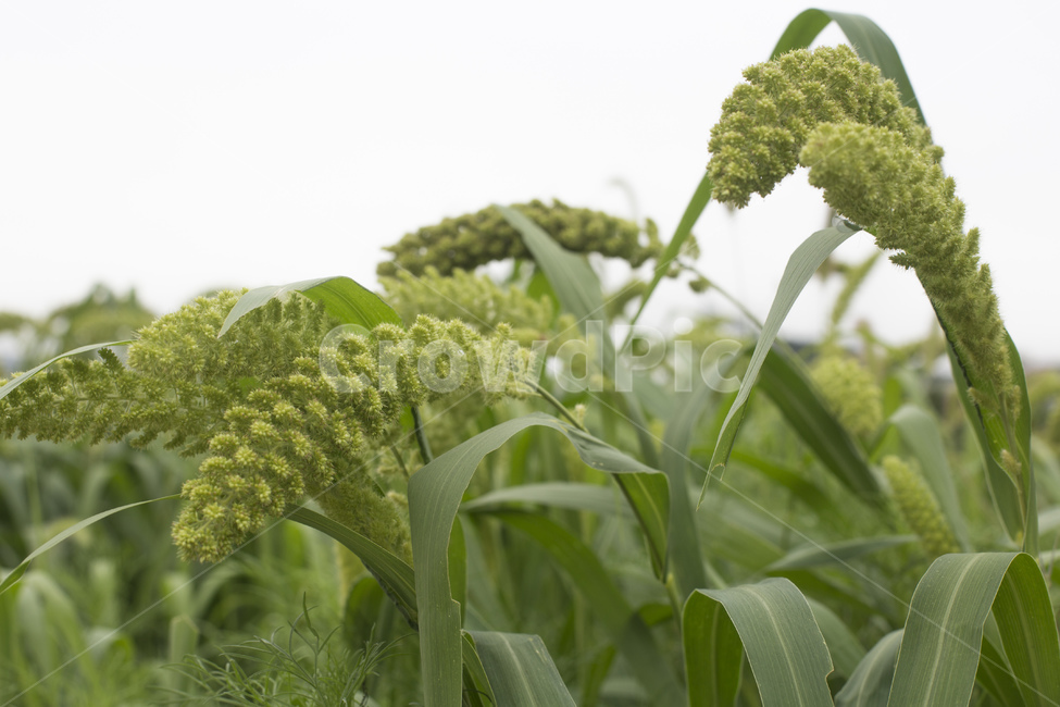 조,곡식,식물,풀,작물,농사,자연,농작물,식물,자연,plants,nature